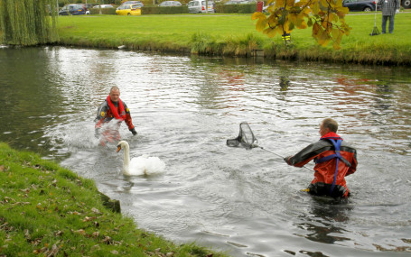 Gewonde zwaan uit water gehaald Gewonde zwaan uit water gehaald