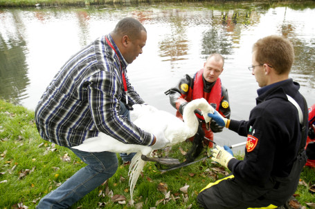 Gewonde zwaan uit water gehaald Gewonde zwaan uit water gehaald