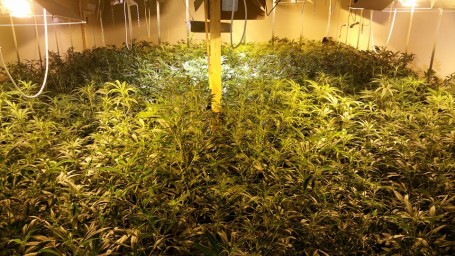 Hennepkwekerij Einsteinstraat (foto's politie Dordrecht) (1)