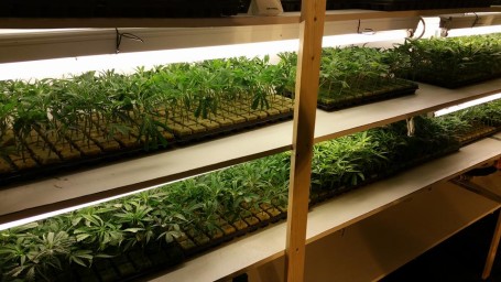 Hennepkwekerij Einsteinstraat (foto's politie Dordrecht) (2)